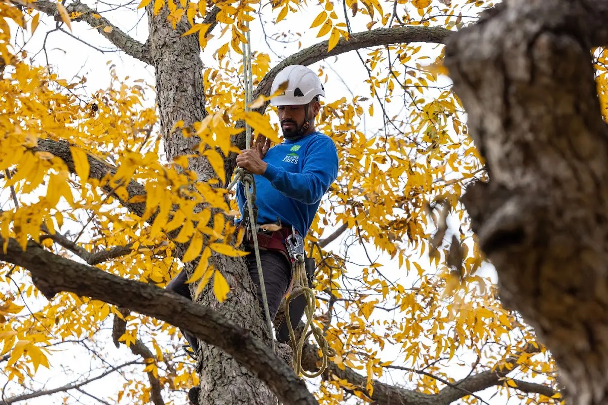 Skilled Storm Damage Cleanup crew working in Shoup